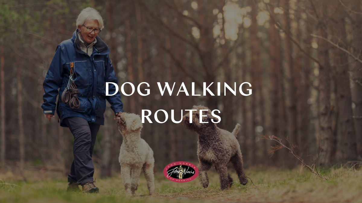 Dog walking places near me: Lake District & Cumbria by James Norris