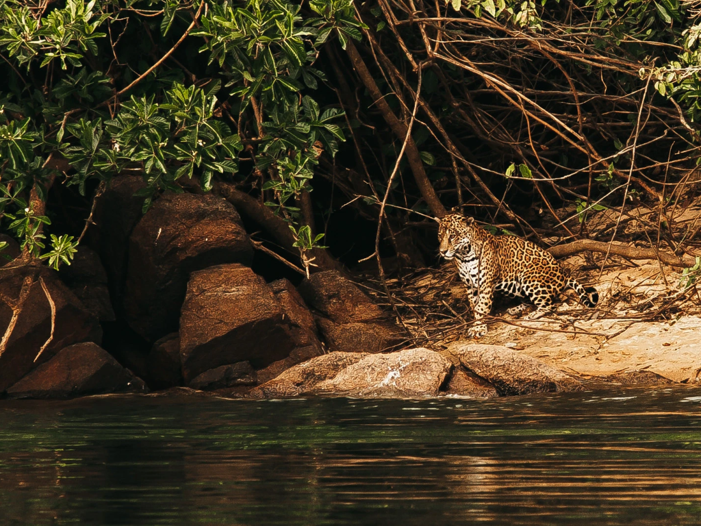 Help us support the Kayapo tribe in their fight against deforestation