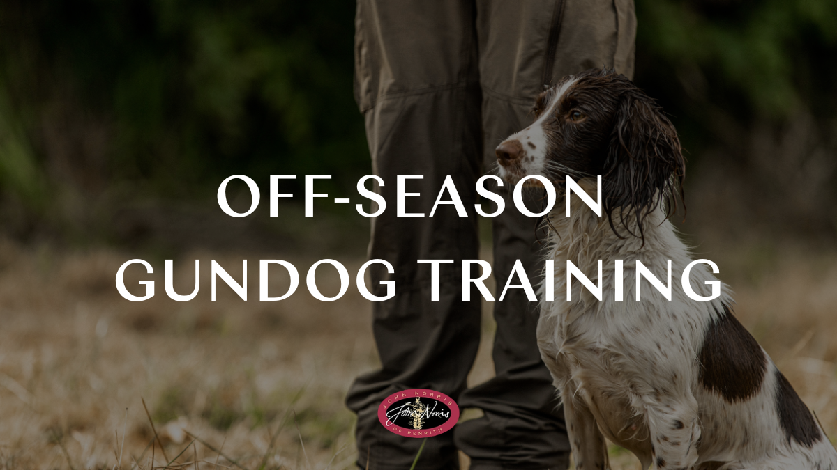 Off-Season Gundog Training: Stay Sharp with Dog and Field