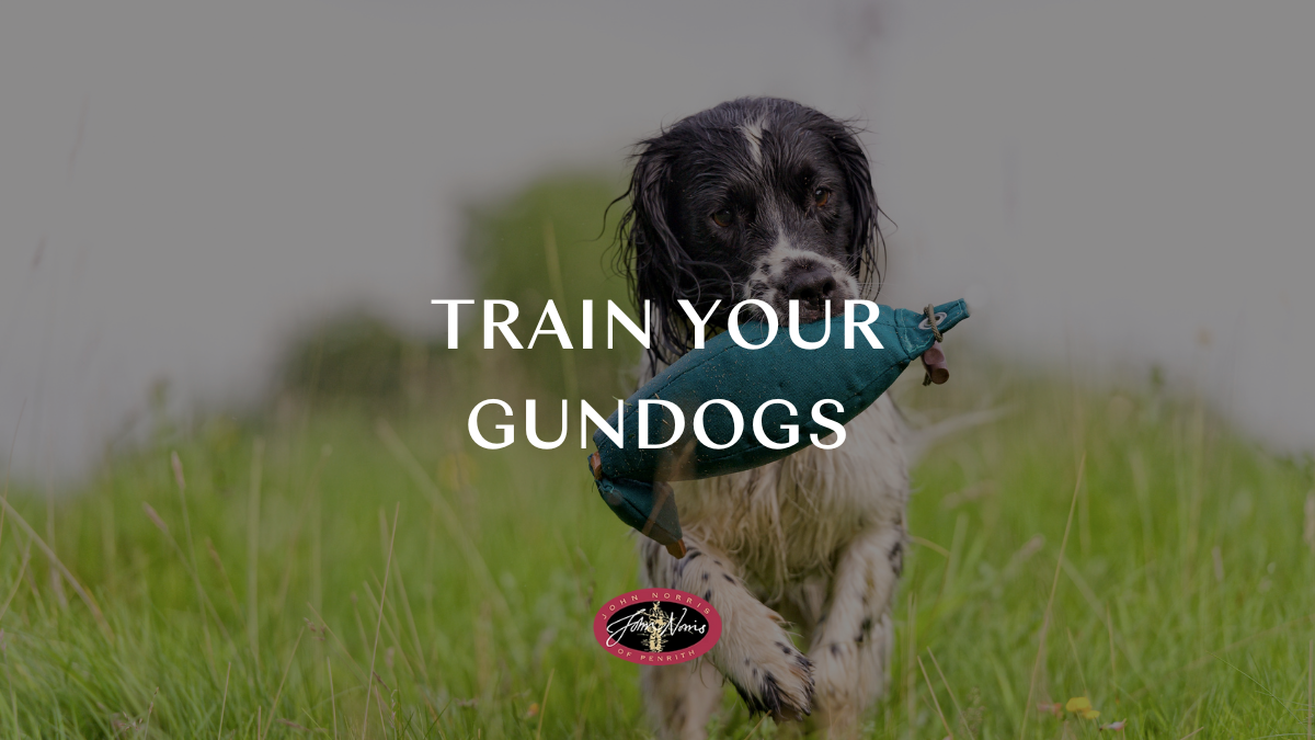 Gundog training: The best equipment & techniques