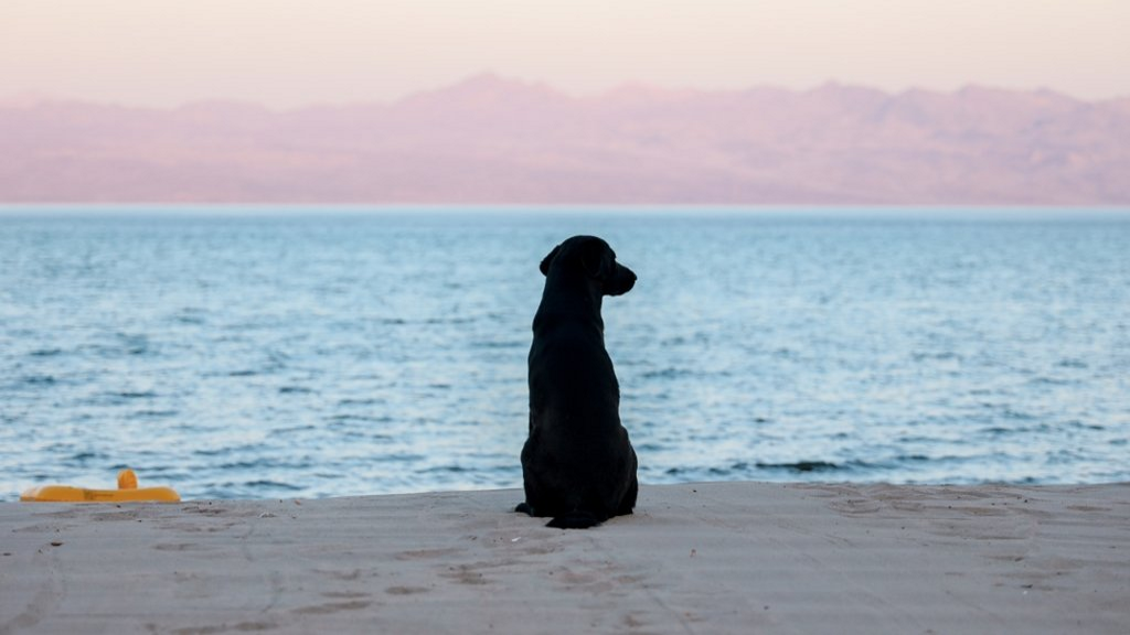 Plan your perfect Dog-Friendly Summer!