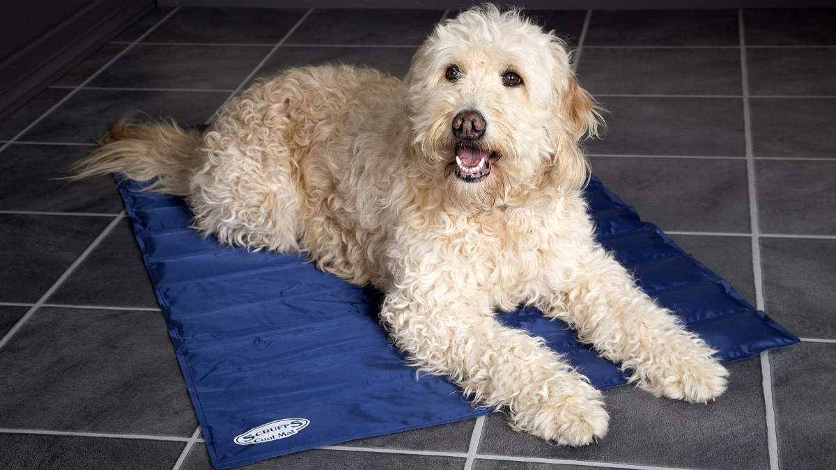 How to keep your dog cool in summer