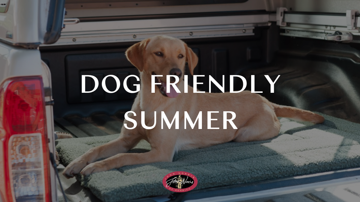 Plan the Perfect Dog Friendly Summer in the Lake District