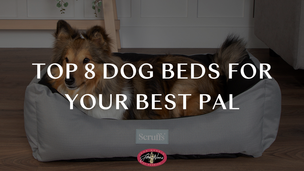 Top 8 Dog Beds for Your Best Pal