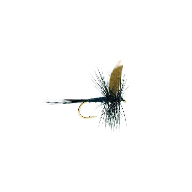 Black Gnat Fly