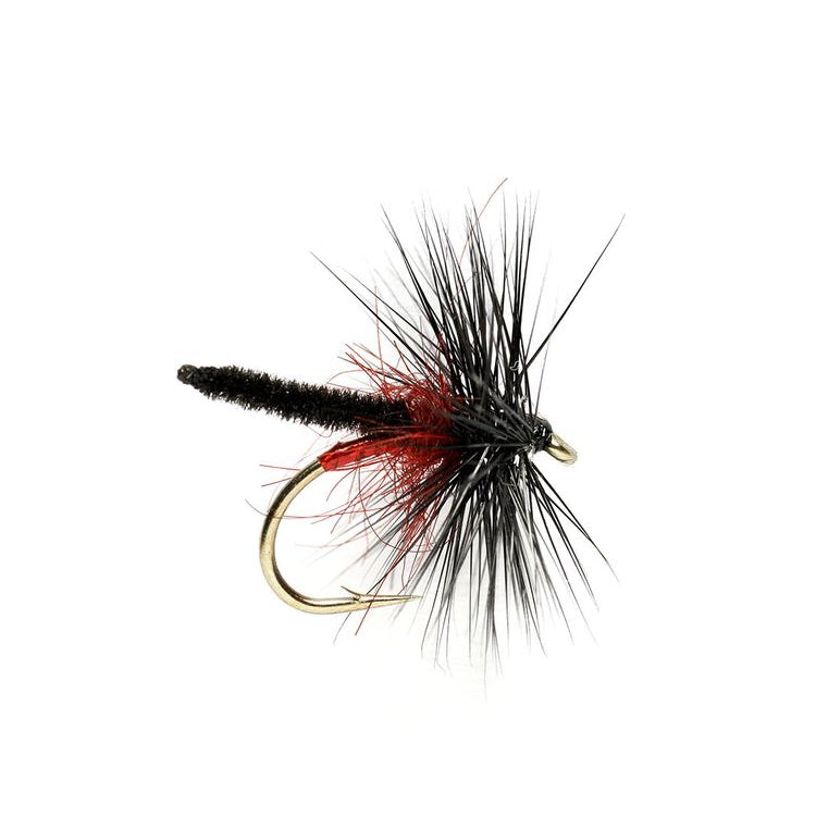 Bibio Palamino Fly