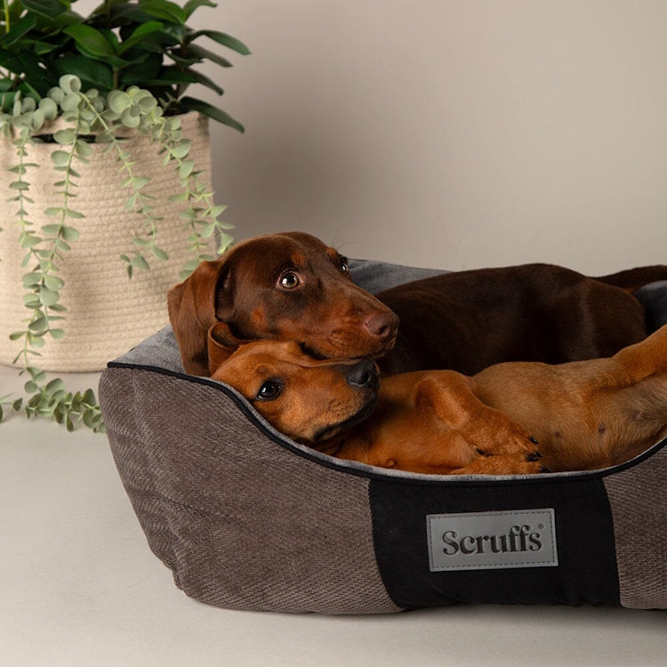 Scruffs Chester Box Dog Bed - Graphite