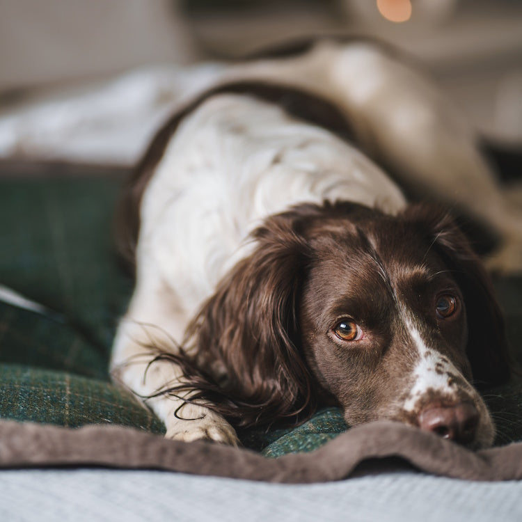House of Paws Tweed and Plush Dog Blanket - Moss