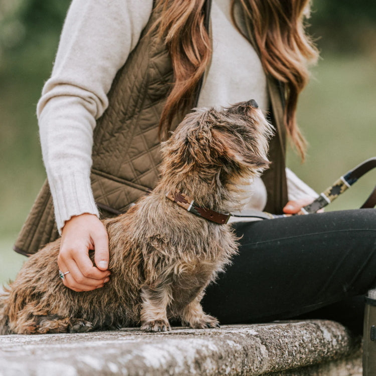 Pampeano Caza Leather Dog Collar