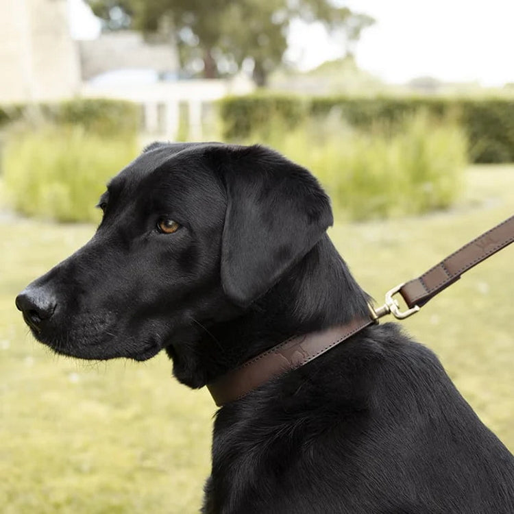 Sophie Allport Woof Leather Dog Collar