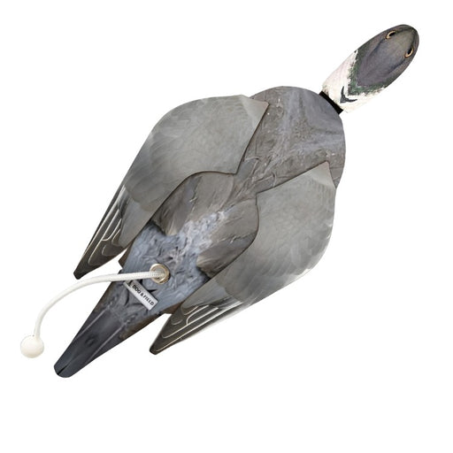 Dog and Field Wood Pigeon Dead Bird Dummy