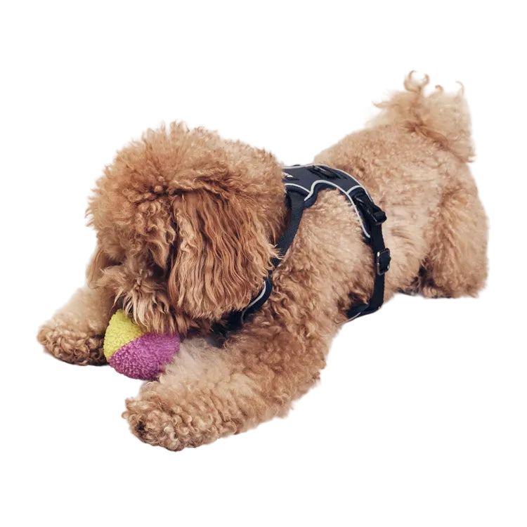 Aigle Dog Harness - Empire