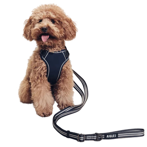 Aigle Dog Leash - Empire