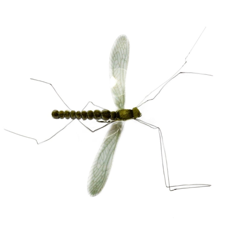 Real Mayfly