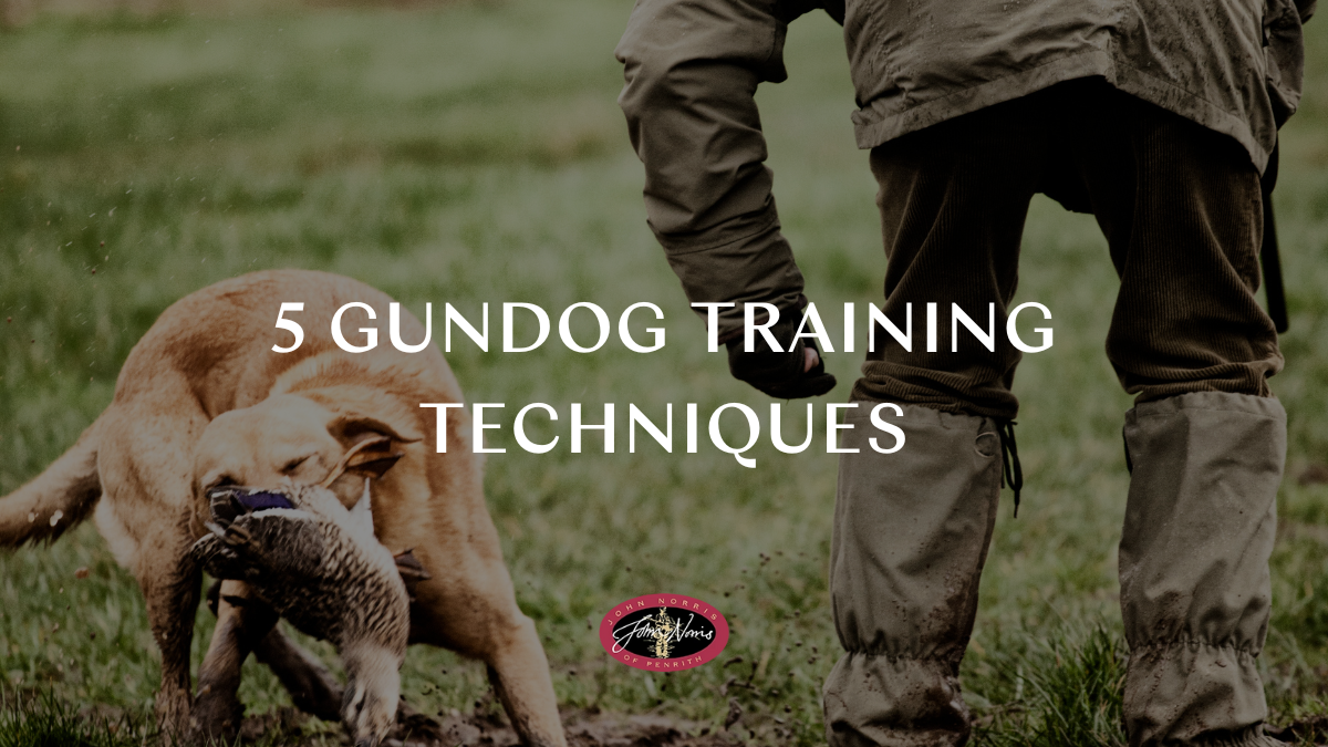 5 effective gundog training techniques: What is gundog training