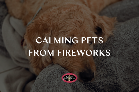 How to calm dogs on Bonfire Night