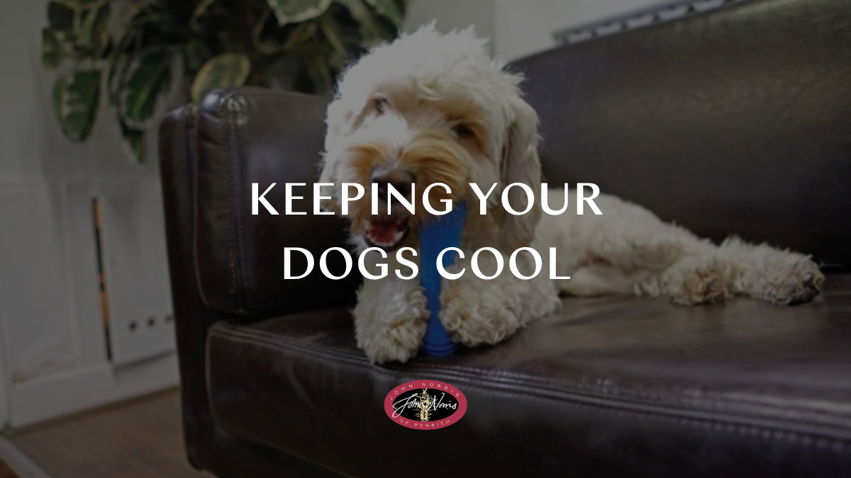 How to keep dogs cool in summer: Cooling mats & more