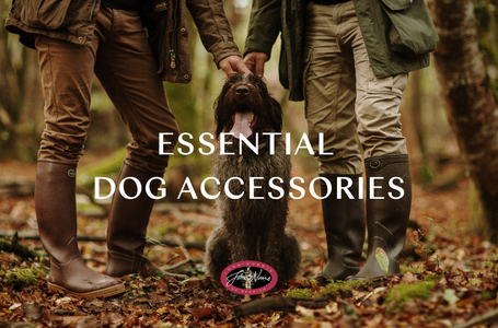 Top 10 Essential Dog Accessories