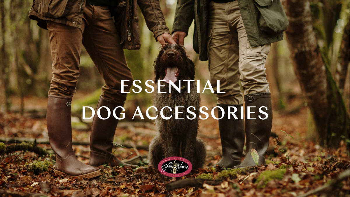 Top 10 Essential Dog Accessories