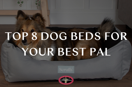 Top 8 Dog Beds for Your Best Pal