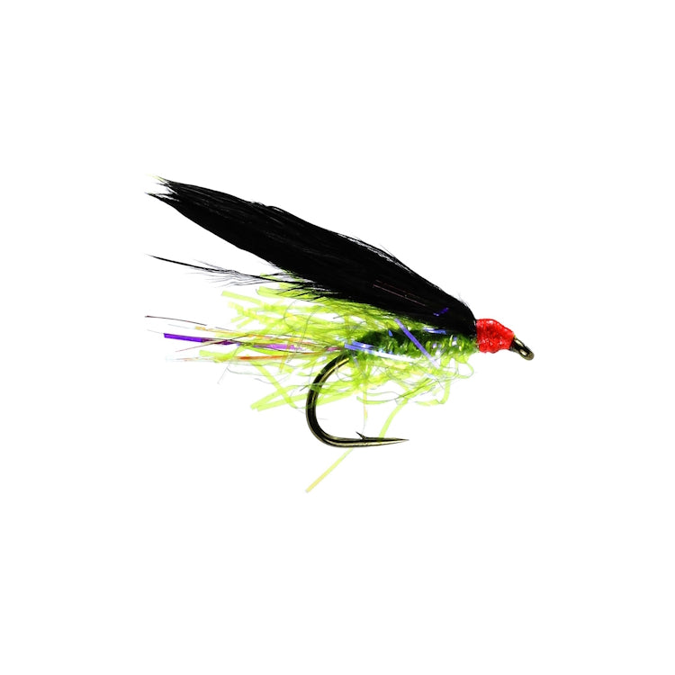 Black Cat Fly