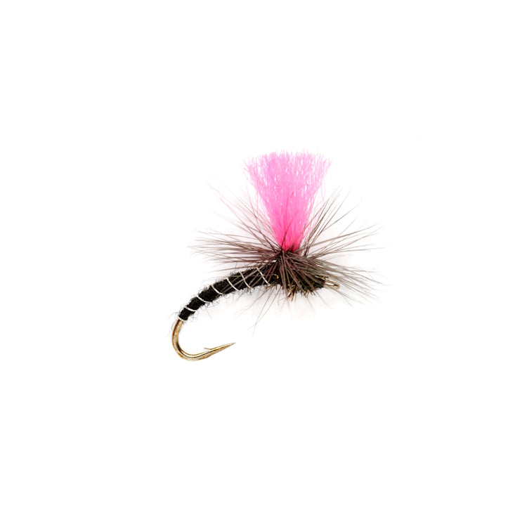 Pinkhammer Fly