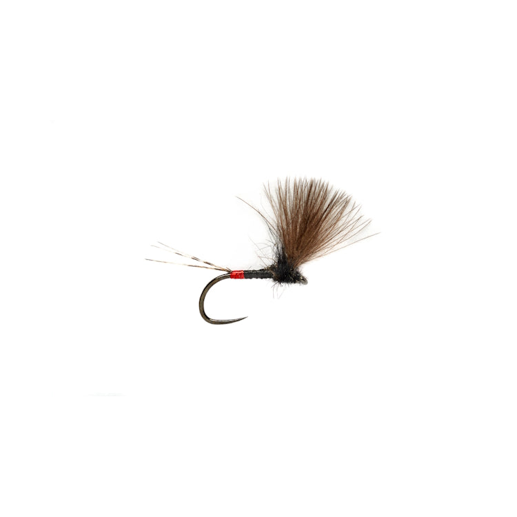 Roza's French V-Wing Barbless Fly