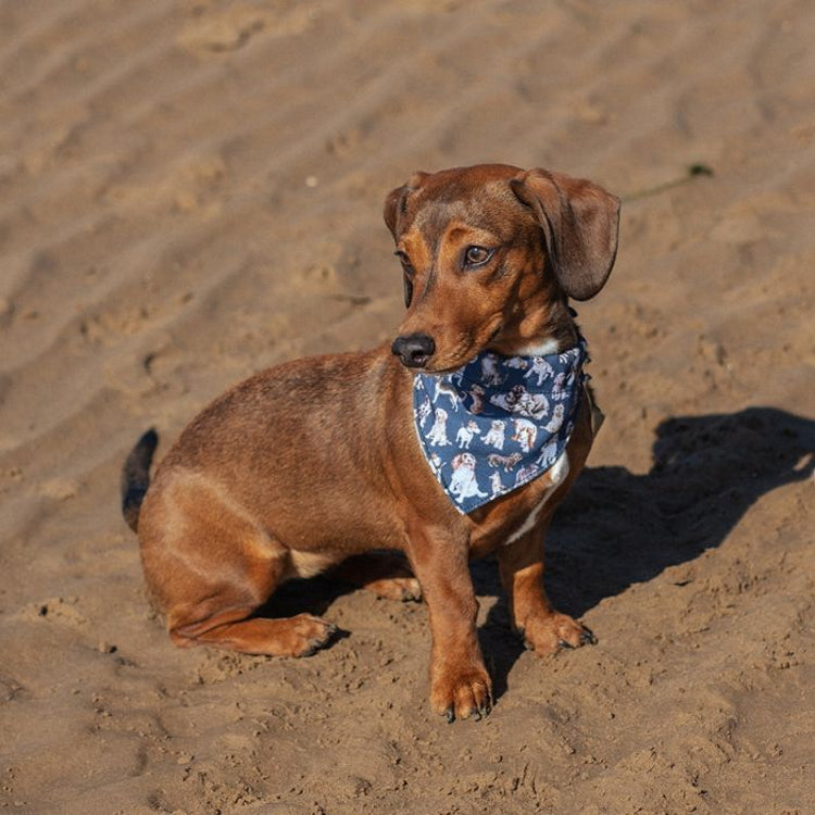 Orvis dog bandana outlet