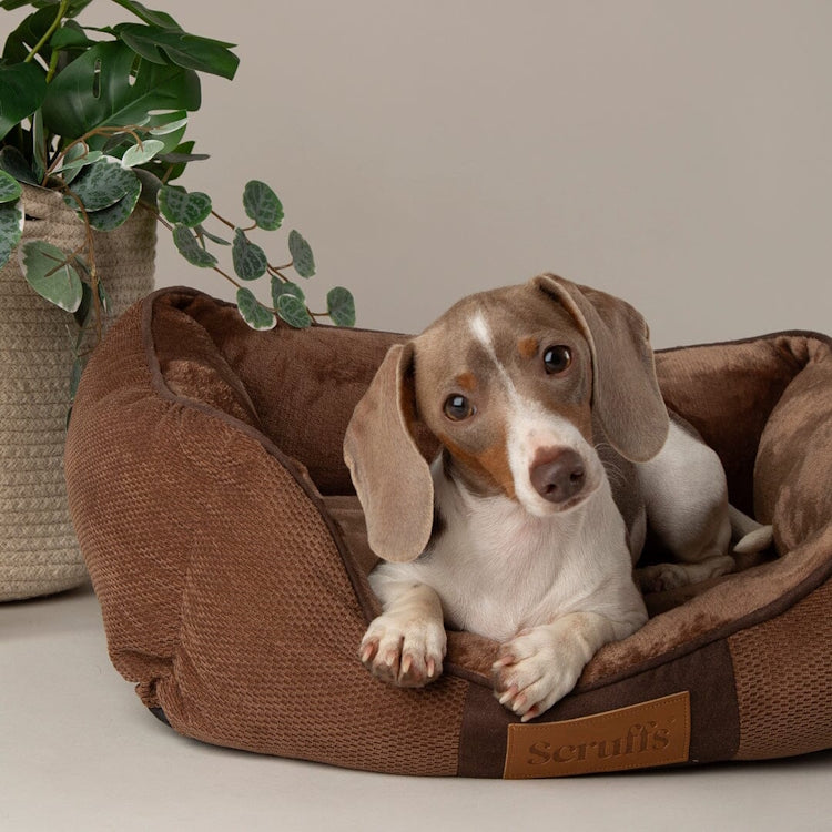 Scruffs Chester Box Dog Bed - Chocolate