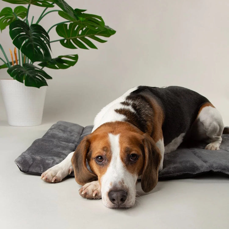 Scruffs Expedition Roll Up Travel Dog Bed - Storm Grey