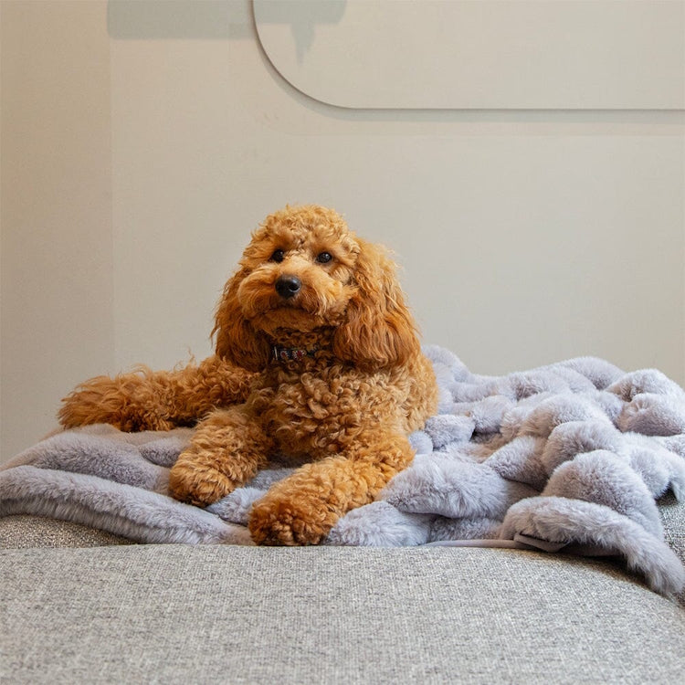 Scruffs Aspen Dog Blanket - Grey