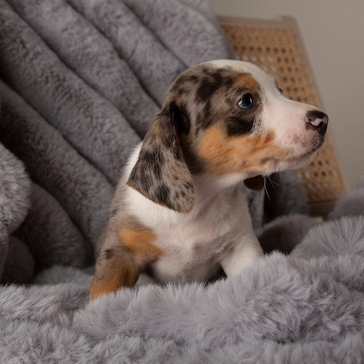 Scruffs Aspen Dog Blanket - Grey