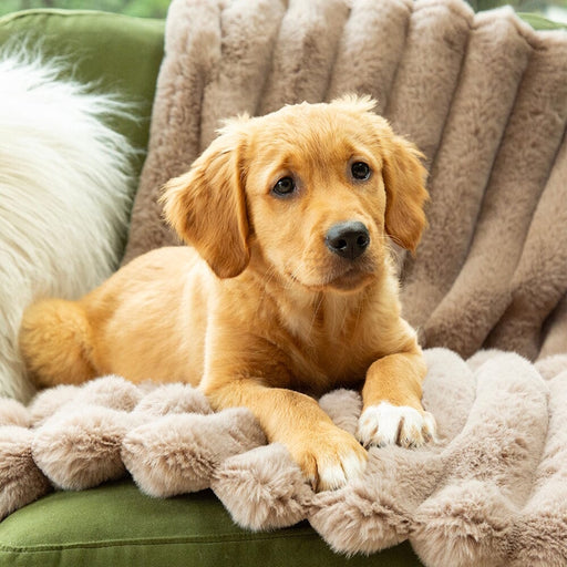 Scruffs Aspen Dog Blanket - Taupe