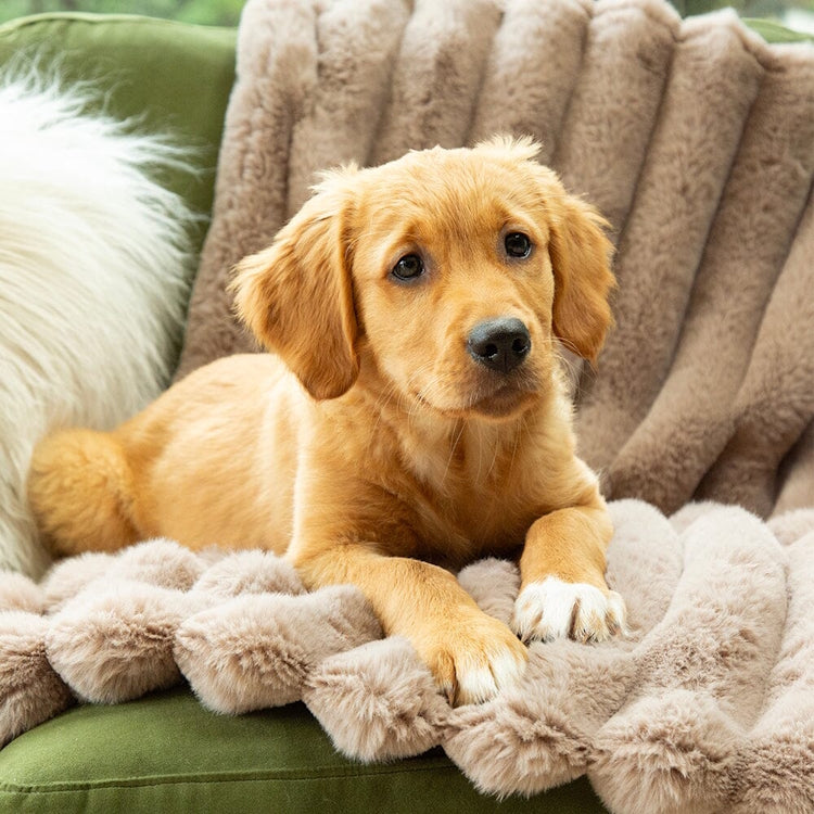 Scruffs Aspen Dog Blanket - Taupe