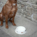 Sophie Allport Woof Dog Bowl - Large