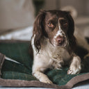 House of Paws Tweed and Plush Dog Blanket - Moss