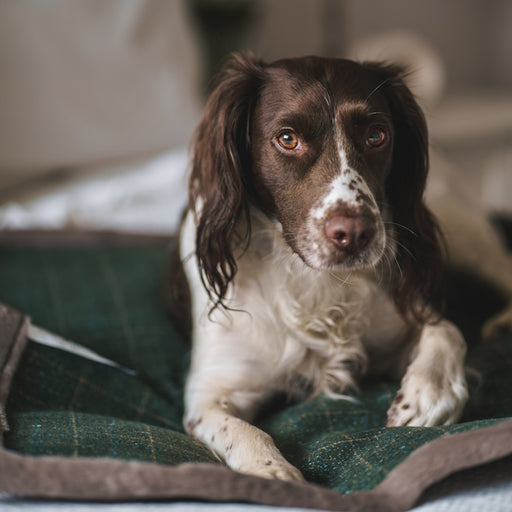 House of Paws Tweed and Plush Dog Blanket - Moss