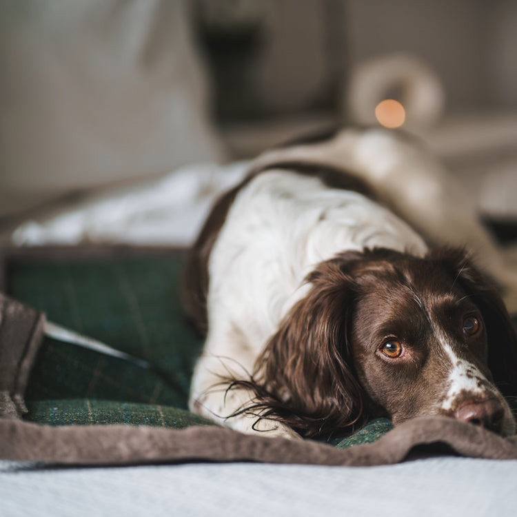 House of Paws Tweed and Plush Dog Blanket - Moss