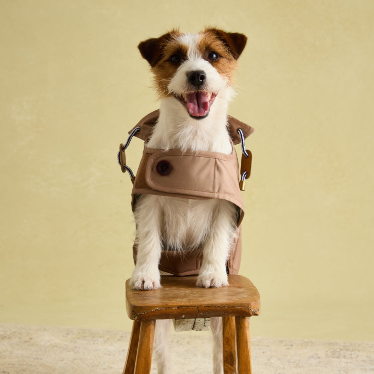 Yellow Raincoat Joules Dogs Raincoat Joules Coast Dog Raincoat Big