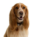 Barbour Tartan Printed Dog Collar - Classic Tartan
