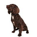 Barbour Tartan/Webbing Dog Collar