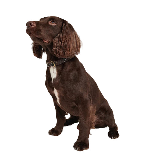 Barbour Tartan/Webbing Dog Collar