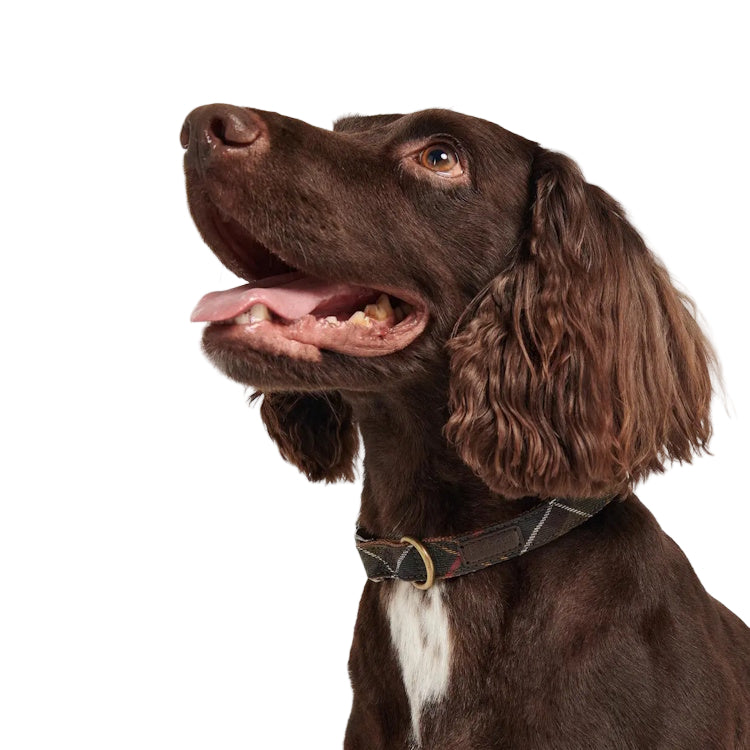 Barbour Tartan/Webbing Dog Collar