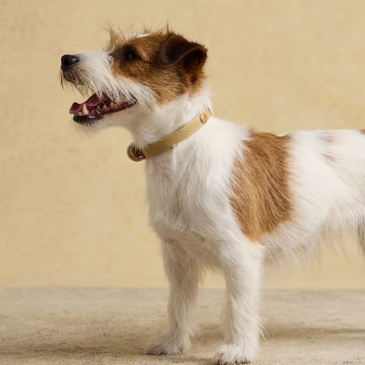 Joules Tan Dog Collar