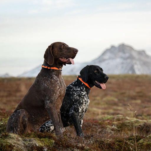 Non-Stop Dogwear Trail Quest Dog Collar - Orange/Black