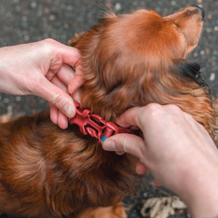 Non-Stop Dogwear Trail Quest Dog Collar - Orange/Black