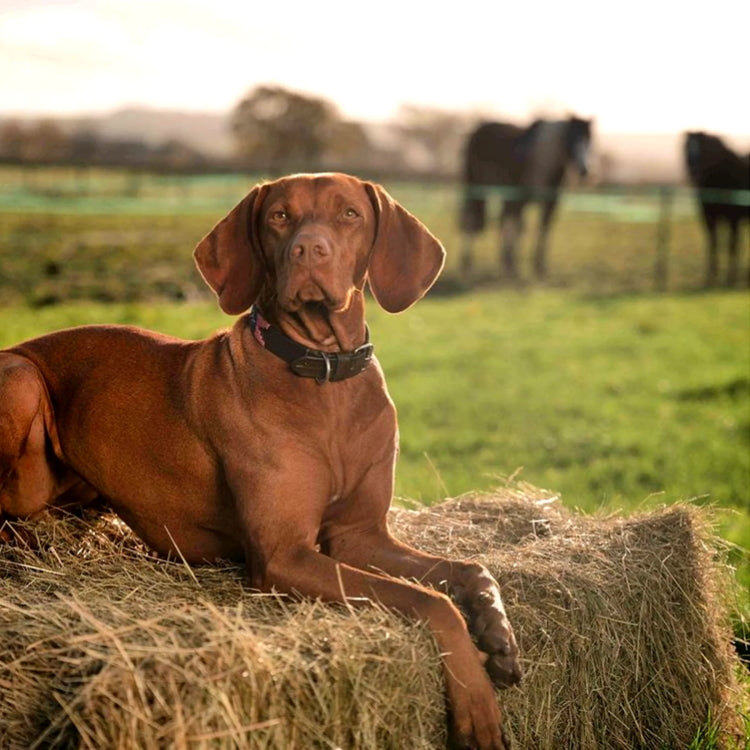 Pampeano Petalo Leather Dog Collar