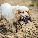 Dog and Field Hen Pheasant Dead Bird Dummy