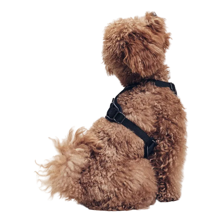 Aigle Dog Harness - Empire