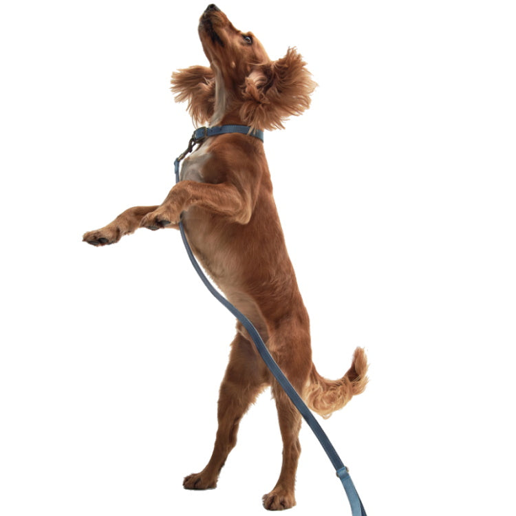 Barbour Leather Dog Lead - Blue